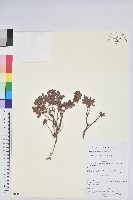 越菊杜鵑藏品圖，第1張