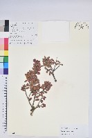 蒼山越橘藏品圖，第1張