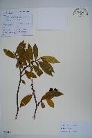 瘤枝冬青藏品圖，第1張