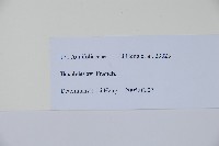 瘤枝冬青藏品圖，第2張