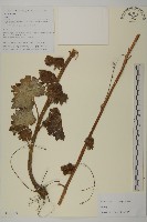 登錄號:S106124藏品圖，第1張