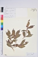 紅粉白珠藏品圖，第1張