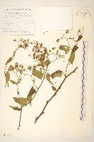 蔓黃菀藏品圖，第1張