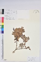 登錄號:S106133藏品圖，第1張