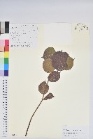 團葉南燭藏品圖，第1張