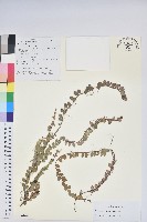 銅錢葉白珠藏品圖，第1張