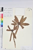 火紅杜鵑藏品圖，第1張