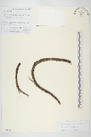 粗莖紅景天藏品圖，第1張