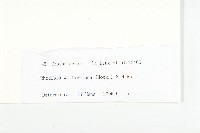 粗莖紅景天藏品圖，第3張