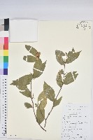 草沉香藏品圖，第1張