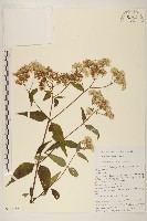 佩蘭、澤蘭藏品圖，第1張