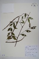 登錄號:S106161藏品圖，第1張