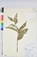 草沉香藏品圖，第1張