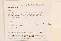 蔓黃菀藏品圖，第2張