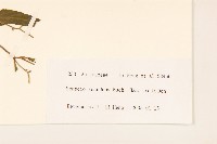 蔓黃菀藏品圖，第3張