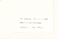 革苞千里光藏品圖，第3張