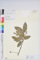 毛葉珍珠花藏品圖，第1張