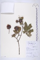 頭狀四照花藏品圖，第1張