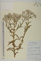 珠毛香青藏品圖，第1張