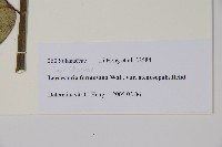 狹萼鬼吹簫藏品圖，第2張