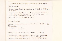 鉅葉尾藥菊藏品圖，第2張