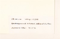 鉅葉尾藥菊藏品圖，第3張