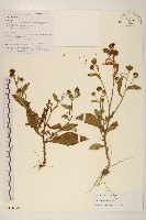 圓舌粘冠草藏品圖，第1張