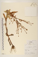 千星菊藏品圖，第1張