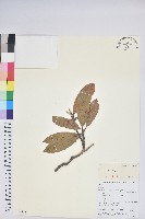 登錄號:S106206藏品圖，第1張