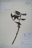 登錄號:S106208藏品圖，第1張