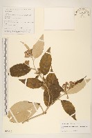 黃白尾藥菊藏品圖，第1張