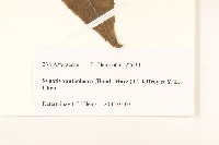 黃白尾藥菊藏品圖，第3張