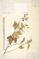 蔓黃菀藏品圖，第1張