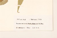 蔓黃菀藏品圖，第3張