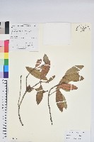 附生杜鵑藏品圖，第1張