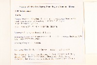 鉅葉尾藥菊藏品圖，第2張