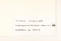 鉅葉尾藥菊藏品圖，第3張