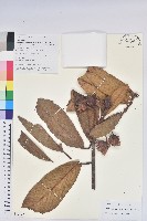 大萼杜鵑藏品圖，第1張