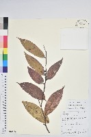 芳香白珠藏品圖，第1張