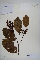 尼泊爾赤楊藏品圖，第1張