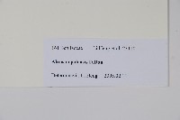 尼泊爾赤楊藏品圖，第2張