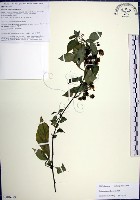 光果龍葵藏品圖，第1張