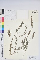 銅錢葉白珠藏品圖，第1張