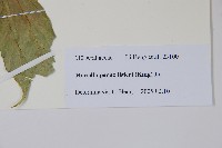 長梗常春木藏品圖，第2張