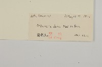 牛尾蒿藏品圖，第3張