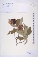 頭狀四照花藏品圖，第1張