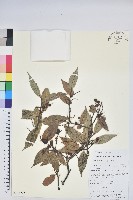 雲南越橘藏品圖，第1張