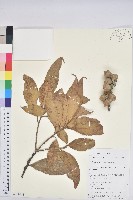 滇石櫟藏品圖，第1張