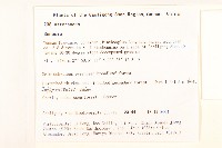 黃白尾藥菊藏品圖，第2張