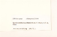 黃白尾藥菊藏品圖，第3張